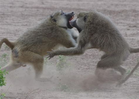 Baboons and the Link Between Social Status and Health - The Leakey ...