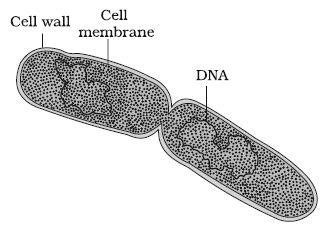 Describe on Heterotrophic Bacteria - QS Study