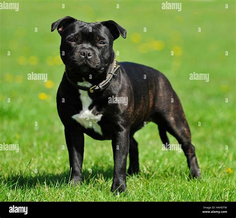 staffordshire bull terrier UK summer Stock Photo - Alamy