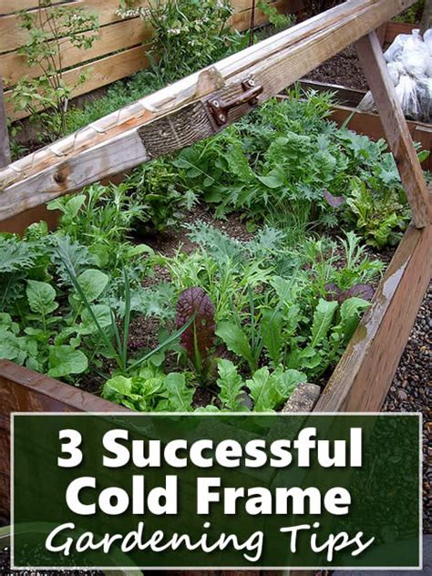 3 Cold Frame Gardening Tips