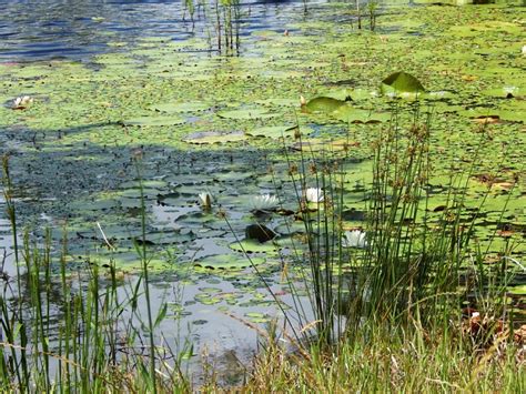 Spring is the Ideal Time for Aquatic Herbicide Application | Panhandle ...