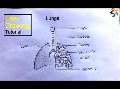 Human Lungs Diagram For Kids