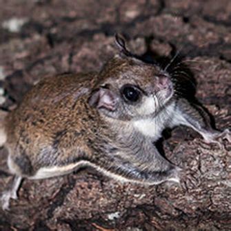 Species Profile: Glaucomys volans - Southern Flying Squirrel » Bella ...