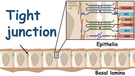 Gap Junctions Tight Junctions Desmosomes