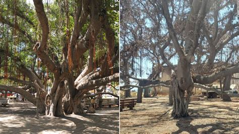 Maui's 150-year-old banyan tree showing green after being charred by the wildfires is just the ...