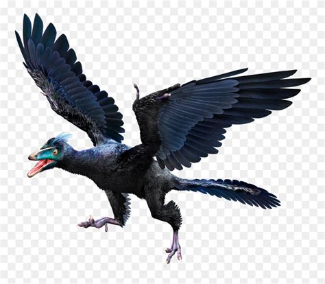 Archaeopteryx Archaeopteryx Facts Dk Find Out - Bird Wings PNG - FlyClipart