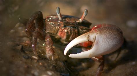 Fiddler crabs produce more carbon dioxide than their marshy homes can handle | Science | AAAS