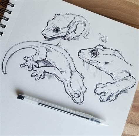 Crested gecko | Sketches, Animal drawings, Sketch book