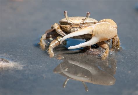 9 Stunning Freshwater Crabs You Need For Your Aquarium