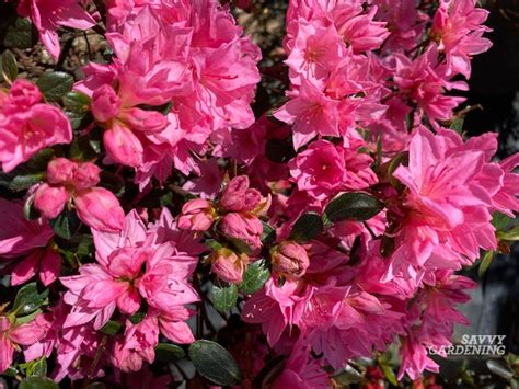 When to Fertilize Azaleas and How to Do it Right