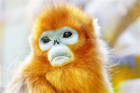 Golden snub-nosed monkey Full HD Wallpaper and Background Image | 1920x1280 | ID:670247