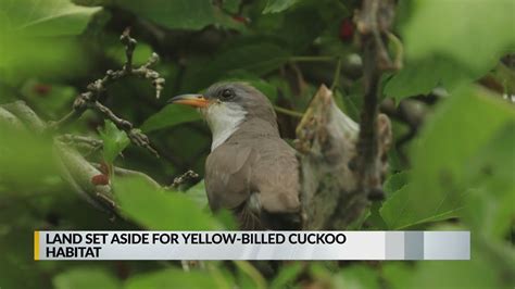 Land set aside for yellow-billed cuckoo habitat - YouTube