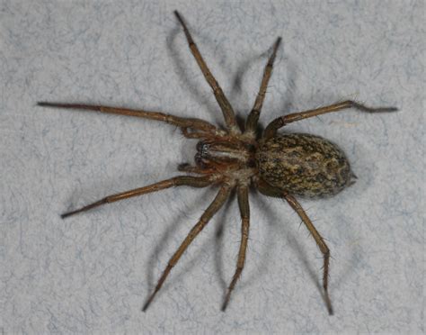 Hobo Spider Identification