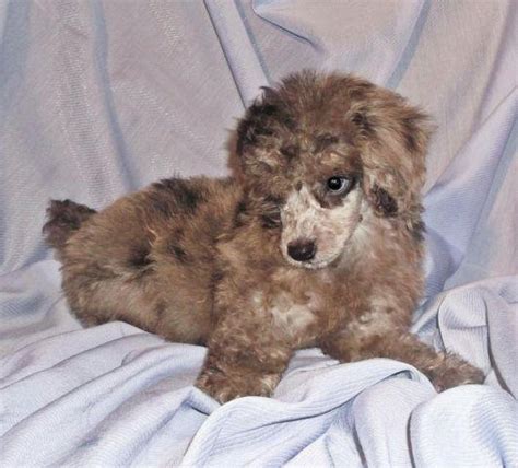 CKC Miniature Merle Poodle, BLUE EYES, ON SALE for Sale in Clyattville ...