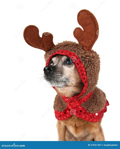 A Chihuahua Dressed Up For Christmas As A Reindeer Stock Photos - Image ...