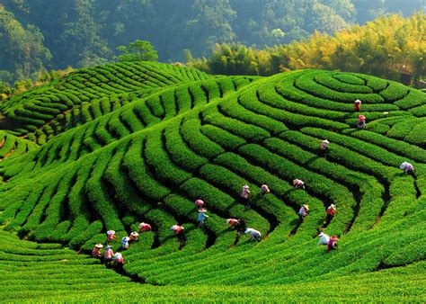 Bagua tea farm in mountainous region of Taiwan. | 影像—城市行銷 | Pinterest ...