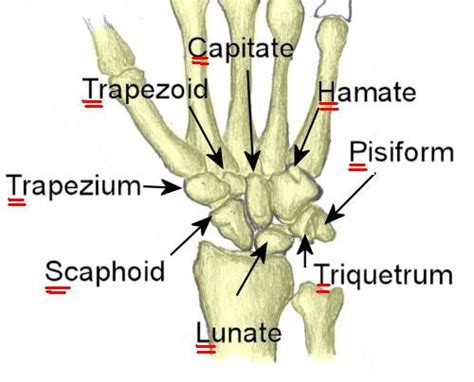 Doctors Gates: How to remember Carpal bones