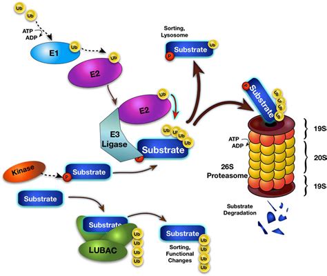 Schematic of the ubiquitin (Ub)-proteasome system. Protein degradation... | Download Scientific ...