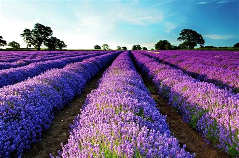 Go Lavender Picking | Lavender fields, Lavender, Lavender benefits