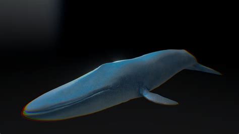 Blue whale - Download Free 3D model by misaooo [98f39ec] - Sketchfab