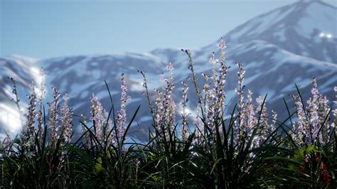 Lavender field with blue sky and mountain cover with snow 6038058 Stock ...