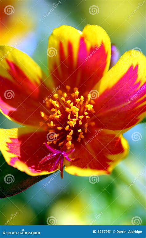 Red fire flower stock image. Image of delicate, detail - 5257951