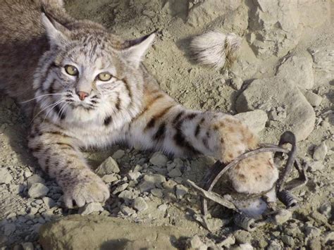 Fur Trapping on Rise Due to Asian Demand - Wyoming Untrapped