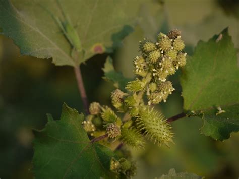 Understanding the Cocklebur — In Defense of Plants