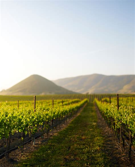 Central Coast Wine Tour | Visit California