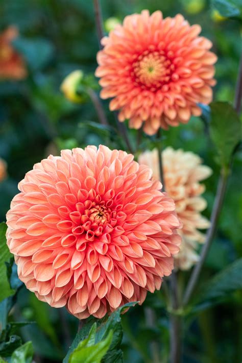 Dahlia Planting Guide