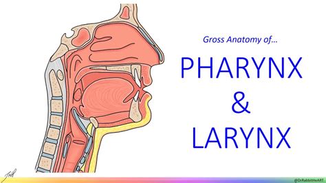 Pharynx And Esophagus Anatomy