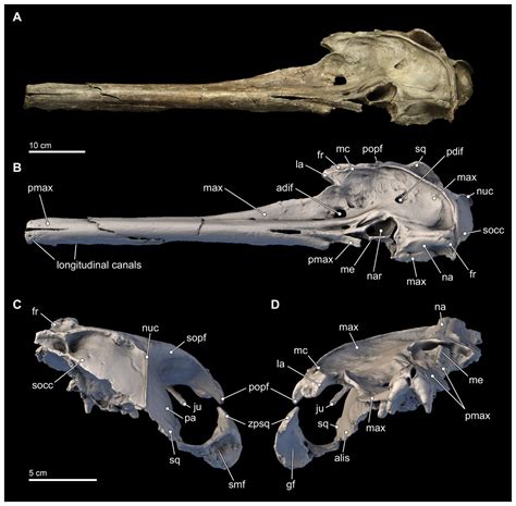 Isthminia panamensis, a new fossil inioid (Mammalia, Cetacea) from the Chagres Formation of ...
