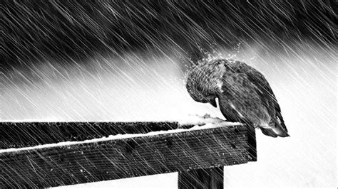 Sad Image Wallpaper - Sad Bird (#2630) - HD Wallpaper & Backgrounds ...