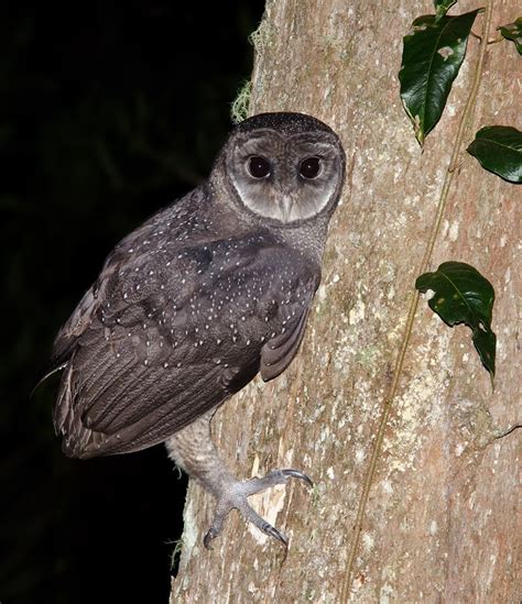 Greater Sooty Owl (Tyto tenebricosa) by Richard Jackson - The Owl Pages