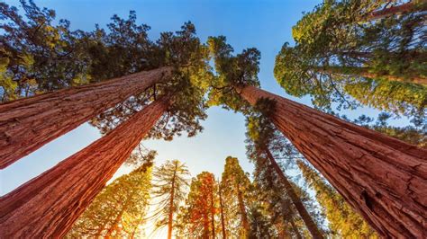 Sequoia Trees California