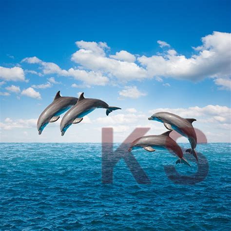 Dolphins Sea Ocean Animal & Wildlifes Mural 25168344 - Best Quality Customize Wallpaper ...