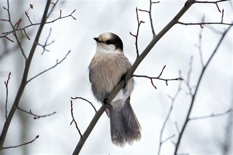 Canada Jay — Eastside Audubon Society