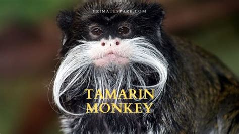 Tamarin Monkey - Pet | Facts | Diet | Habitat | Size - Primates Park