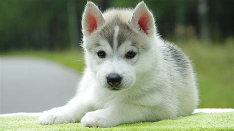 Cute Husky Puppies With Quotes. QuotesGram