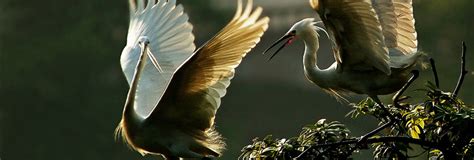 What is World Migratory Bird Day? | World Migratory Bird Day