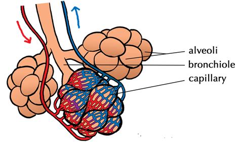 Lung tissue - alveoli and capillaries | Illustration used in… | Flickr ...