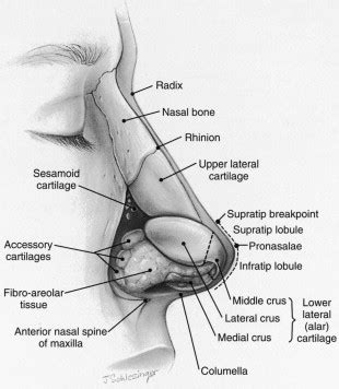 Nose Anatomy