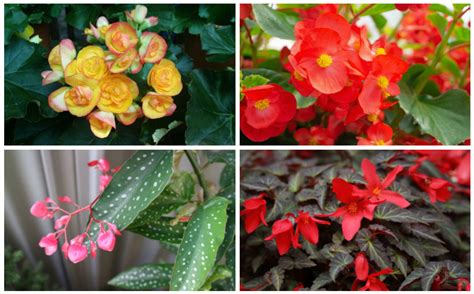 The Different Types of Begonias - Garden Lovers Club