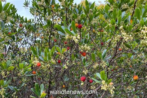 What is a Strawberry Tree & is the Fruit Edible?