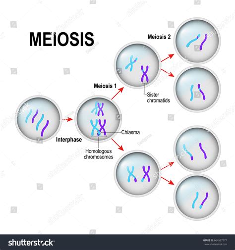 Meiosis Cell Division Interphase Illustration Labeled: стоковая иллюстрация, 664597777 ...