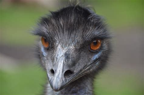 The Great Emu War: How Australia Was Beaten By A Bird