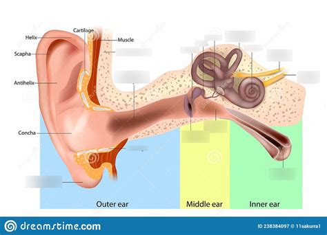 Ear Diagram Diagram | Quizlet