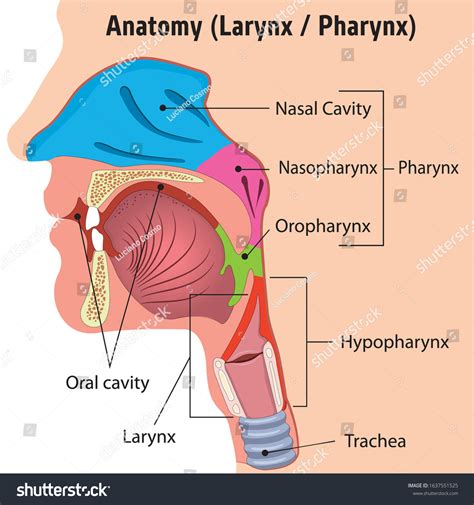 Larynx Pharynx Diagram