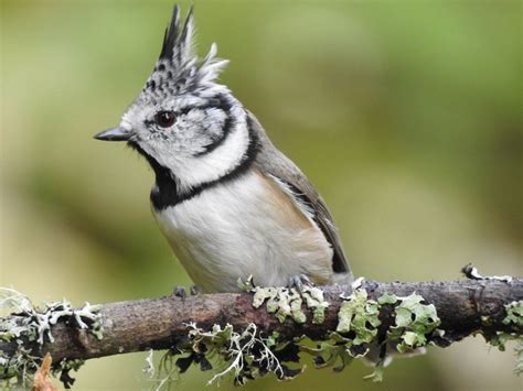 Birds in Scotland - Scotlandguides