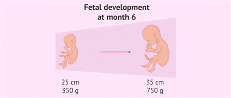 6th Month Of Pregnancy Baby Weight In Grams - PregnancyWalls